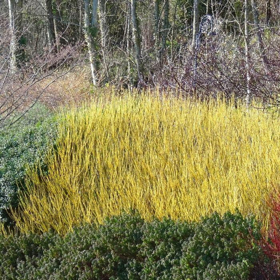 How to Grow and Care for Yellow-Twig Dogwood Shrubs