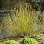 Very ornamental yellow twigs with small green leaves on the yellow twig dogwood