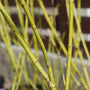 Dogwood yellow twigs with a mustard yellow stems in the winter