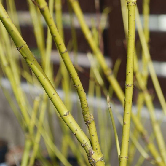 Dogwood yellow twigs with a mustard yellow stems in the winter