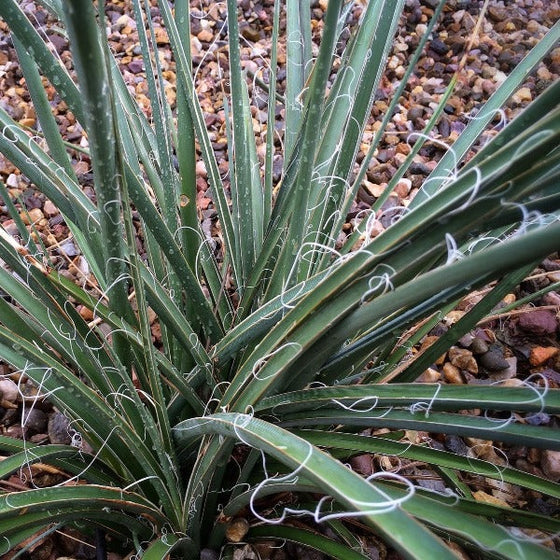 Yellow Yucca Plants for Sale | Garden Goods Direct