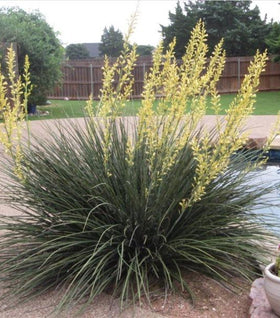 Yellow Yucca Plants