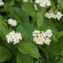 close up view of sweet white spring blooms and vibrant green foliage on yellow twig dogwood in spring