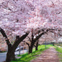 PALE PINK BLOOMS ON YOSHINO CHERRY BLOSSOM TREE