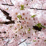light pink flowers of the yoshino flowering cherry tree