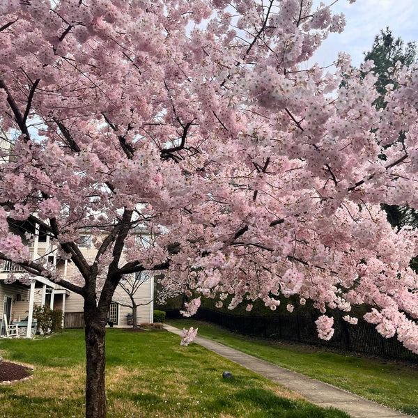 Popular Flowering Cherry Trees