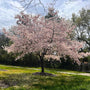 yoshino cherry tree in the landscape