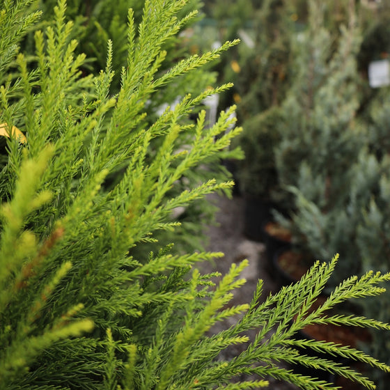 close up view of vibrant evergreen foliage of cryptomeria Yoshino