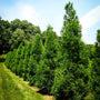 Cryptomeria Yoshino windbreak