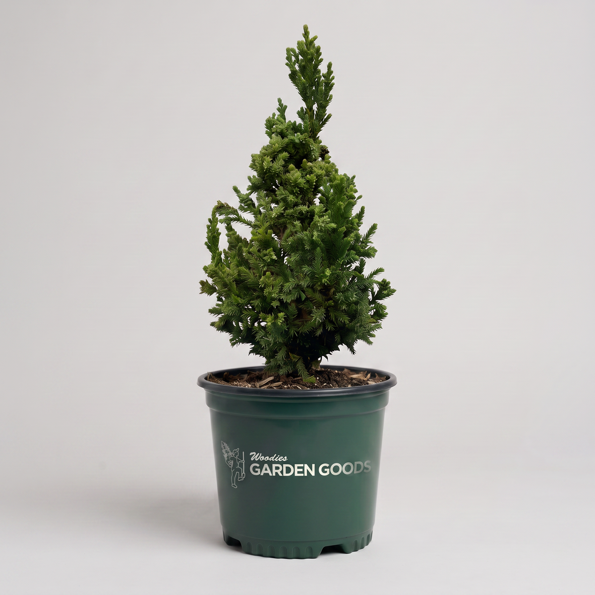 Yoshino Japanese Cedar (Cryptomeria) Privacy Tree for Sale Online