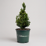 A small  tree in a dark green nursery pot with 'Woodies Garden Goods' printed in white, photographed against a plain light gray studio background.