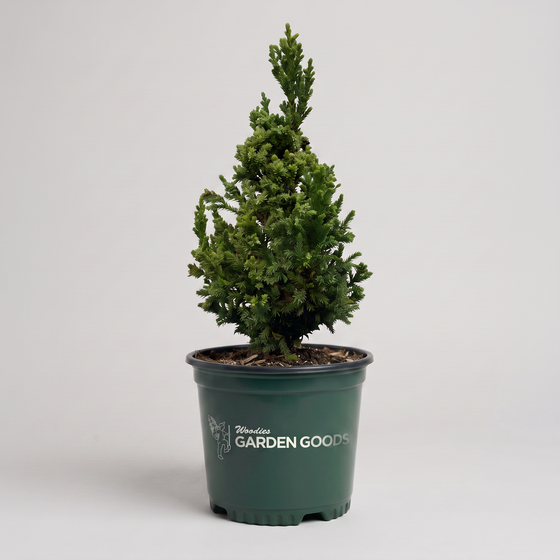 A small  tree in a dark green nursery pot with 'Woodies Garden Goods' printed in white, photographed against a plain light gray studio background.