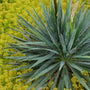 Yucca filamentosa 'Excalibur' shrub