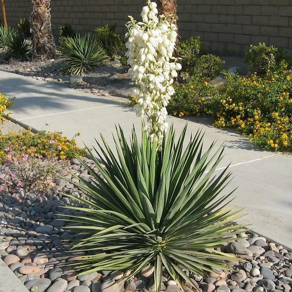yucca succulent Yucca Excalibur for Sale
