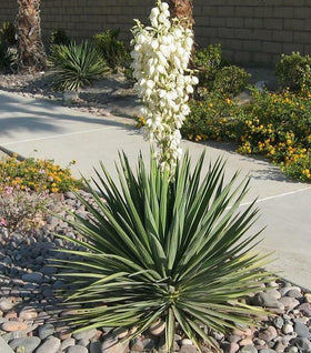 Yucca Excalibur
