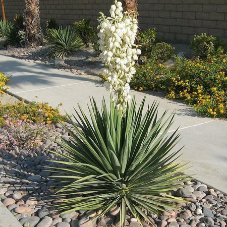 yucca-excalibur-