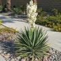 White flowers on Yucca filamentosa 'Excalibur' shrub