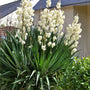 Beautiful blooming Yucca filamentosa 'Excalibur' shrub