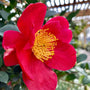 Camellia Yuletide Shrubs with single red flowers in full bloom