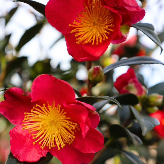 close up view of neon red yuletide camellia blooms against a cool winter sky