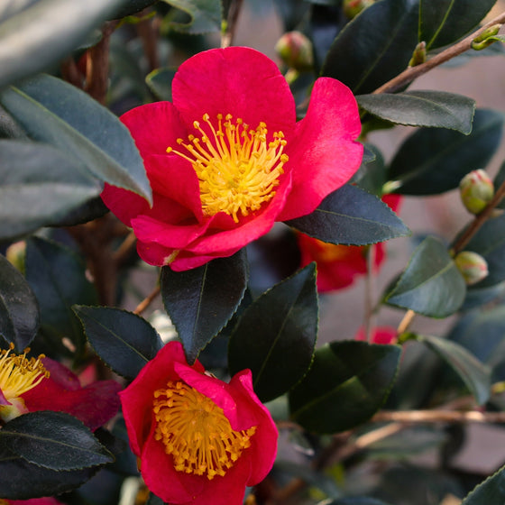 close up view of yuletide camellia with soft red petals and an explosion of golden stamens