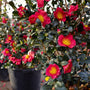 flourishing yuletide camellia shrub with a lot of red winter blooms