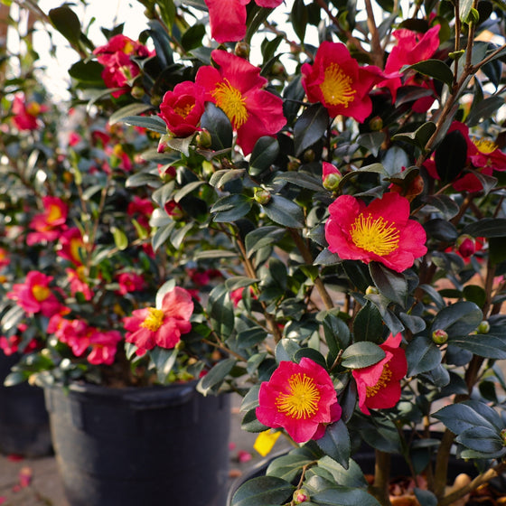 flourishing yuletide camellia shrub with a lot of red winter blooms