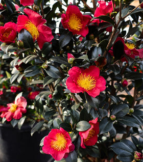 Yuletide Camellia