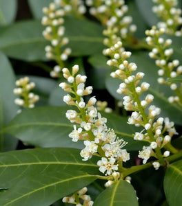 Zabeliana Cherry Laurel