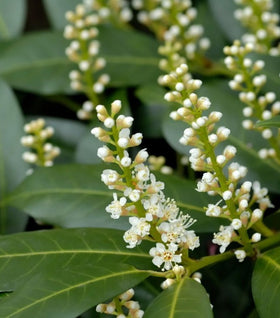 Zabeliana Cherry Laurel