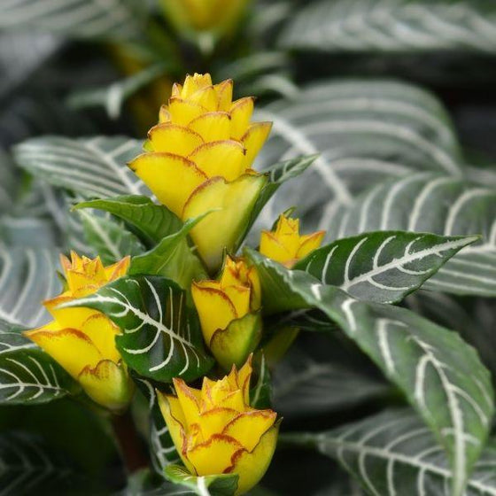 Zebra plant with mulitple blooms