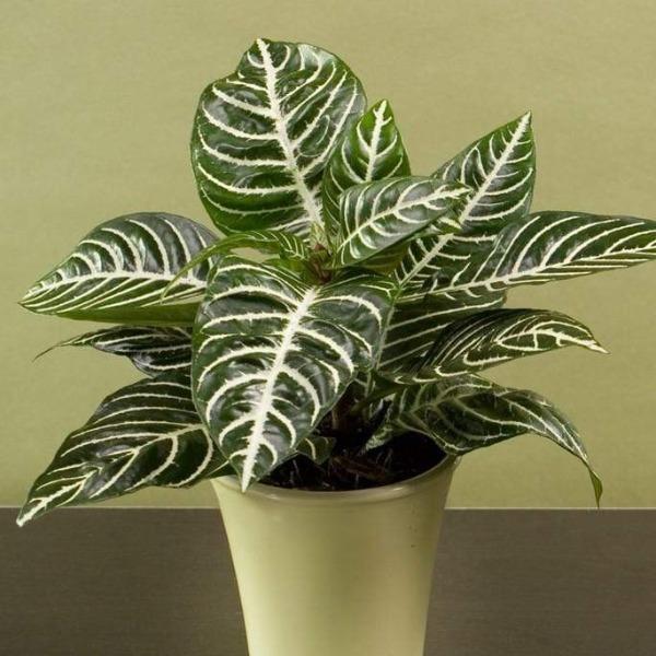 zebra plant indoor care Zebra Plant