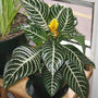 Zebra Plant showing its beautiful yellow flower