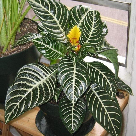 Zebra Plant showing its beautiful yellow flower