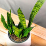 Snake Plant Zeylanica Plants heavily banded light and dark green upright foliage