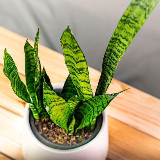 Snake Plant Zeylanica Plants heavily banded light and dark green upright foliage