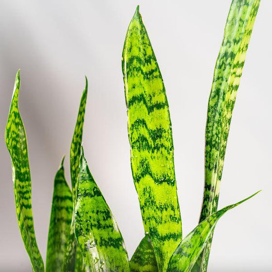 close look at the light and dark green striped leaves of the zeylanica snake plant