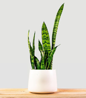 Zeylanica Snake Plants