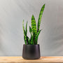 Zeylanica Snake Plant in matte black ceramic pot