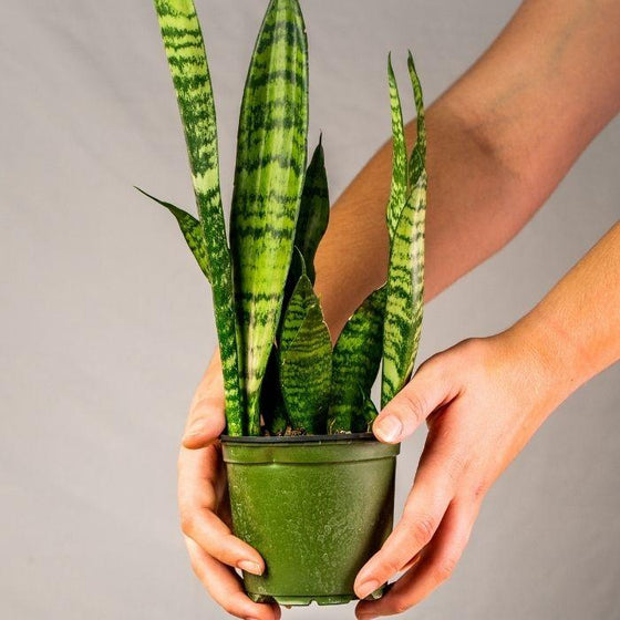 Daylily Nursery Snake Plant, Mother In Laws Tongue Plants in a 4