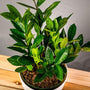 glossy lime green leaves ZZ Plant natural air purifier